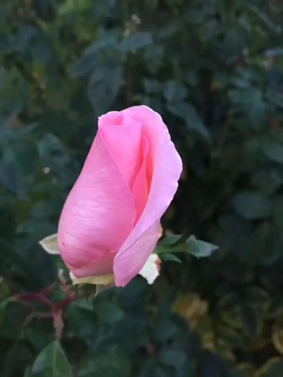 1687338190833312.jpeg 2.jpeg