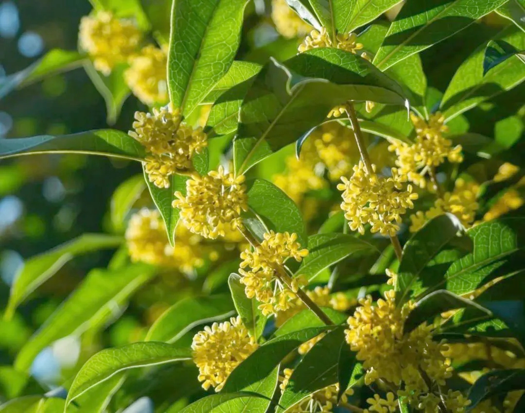 1741741064762910.jpg ΢ÐÅͼƬ_20250312085725.jpg